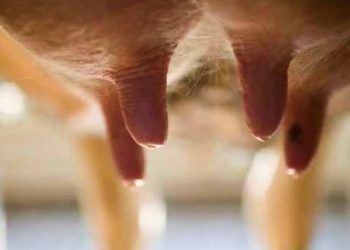 Düve Mastitislerinin Önemi