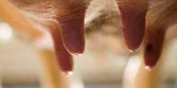 Düve Mastitislerinin Önemi