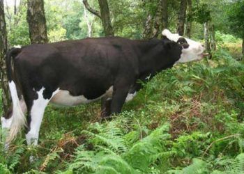 Eğrelti Otu Zehirlenmesi