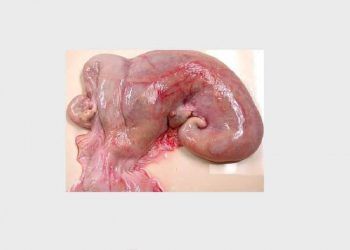 ineklerde Uterus involüsyonun önemi