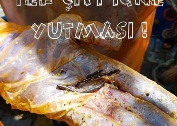 İneklerin Tel-Çivi-İğne Yutması