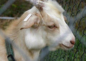 Keçilerde Aktinobasillosis