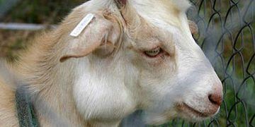 Keçilerde Aktinobasillosis