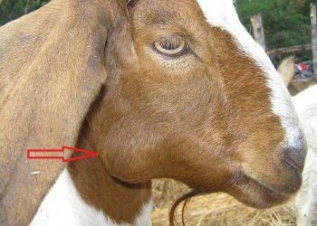 Keçilerde Kazeöz Lenfadenitis (Pseudotuberkülosis)