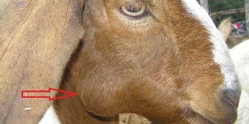 Keçilerde Kazeöz Lenfadenitis (Pseudotuberkülosis)