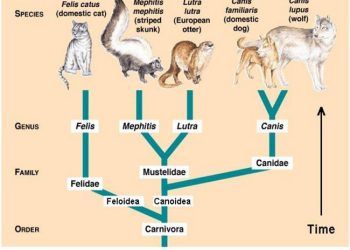 Kedilerin Zoolojik Sınırflandırması (Klasifikasyon)