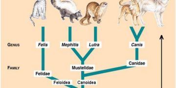 Kedilerin Zoolojik Sınırflandırması (Klasifikasyon)