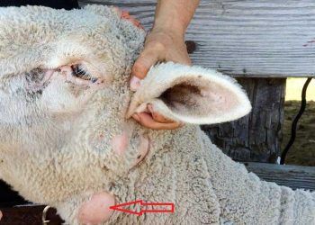 Koyunlarda Kazeöz Lenfadenitis (Pseudotuberkülosis)