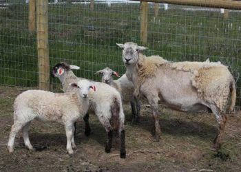 Koyunlarda Scrapie Hastalığı