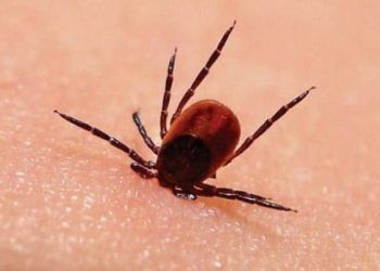 Kırım Kongo Kanamalı Ateşi (KKKA)