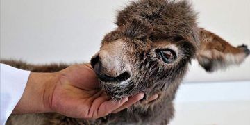 Ölüme terk edilen sıpa, hayata döndürüldü