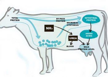 Yıkımlanamayan Protein Tüketimi Nedir?