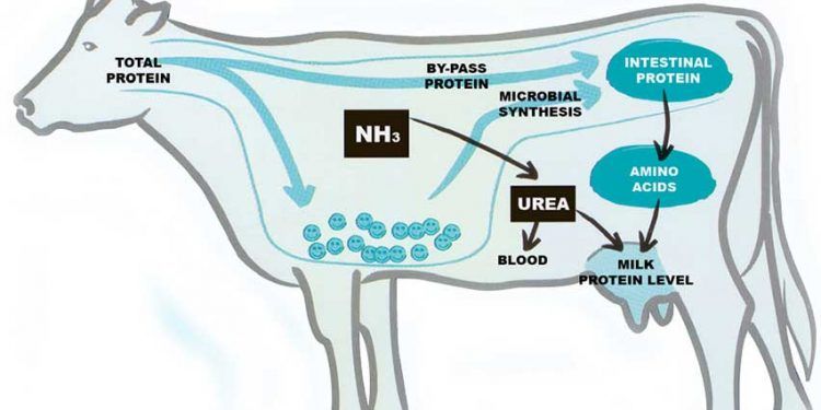 Yıkımlanamayan Protein Tüketimi Nedir?