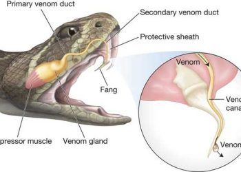 Yılan Zehirlenmesi Nedir?