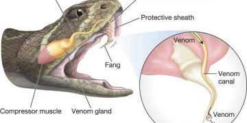 Yılan Zehirlenmesi Nedir?