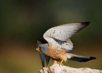 Yırtıcı Kuş Krampı Nedir?