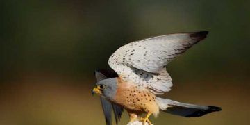 Yırtıcı Kuş Krampı Nedir?