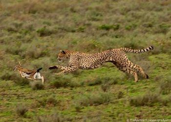 Yırtıcılık Nedir?