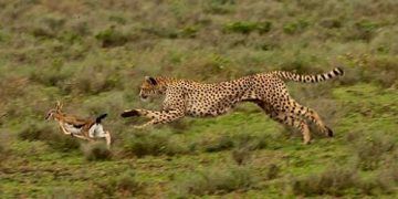 Yırtıcılık Nedir?