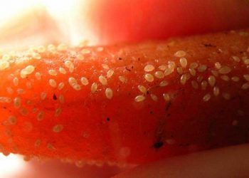 Yiyecek Akarı Nedir?