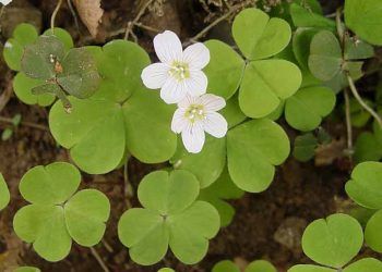 Yoğunlaştırılmış Yonca Çözünürleri Nedir?