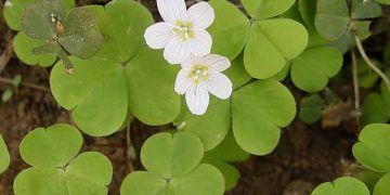 Yoğunlaştırılmış Yonca Çözünürleri Nedir?