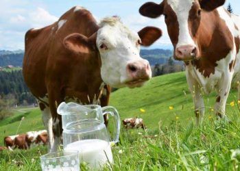 2018 Süt Fiyatları Açıklandı Ama!