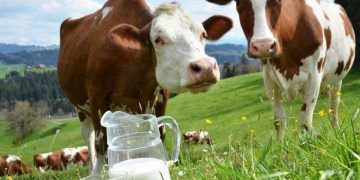 2018 Süt Fiyatları Açıklandı Ama!