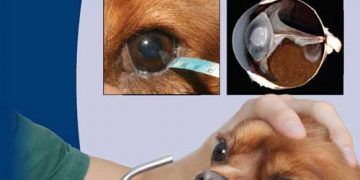 BSAVA Köpek ve Kedi Oftalmoloji Kitabı, 3. Baskı