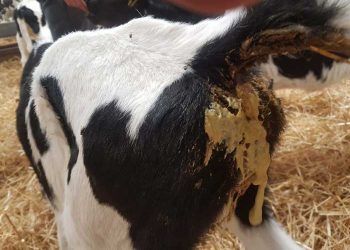 Rotavirus ve Coronavirus Enfeksiyonlarına Karşı Aşı Uygulamaları