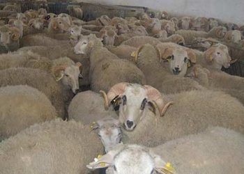 Bakanlıktan PPR hastalığına ilişkin açıklama