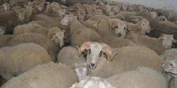 Bakanlıktan PPR hastalığına ilişkin açıklama