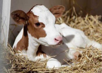 Buzağı Sağlığı ile İlgili Sektörler