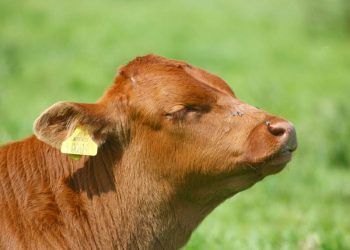 Buzağıların Sinirsel Hastalıkları