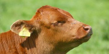 Buzağıların Sinirsel Hastalıkları