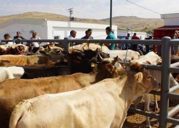 Dişi hayvanlar kurban pazarına girmeyecek