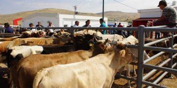 Dişi hayvanlar kurban pazarına girmeyecek