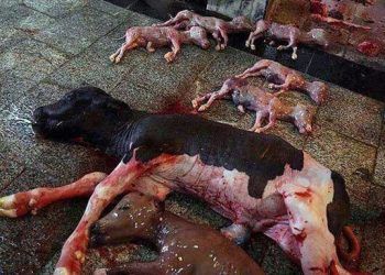 Çiftlik Düzeyinde Embriyo Ölüm Oranını Azaltacak Pratik Yöntemler