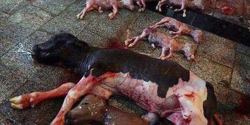 Çiftlik Düzeyinde Embriyo Ölüm Oranını Azaltacak Pratik Yöntemler