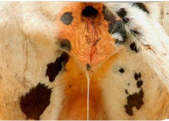 Endometritis olgularında Povidon iyot kullanılır mı?