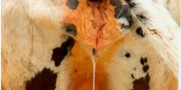 Endometritis olgularında Povidon iyot kullanılır mı?