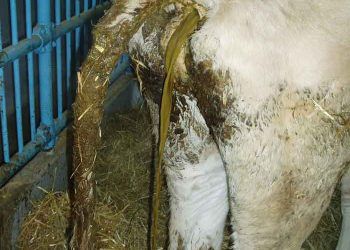 Ergin Sığırlarda görülen ishaller