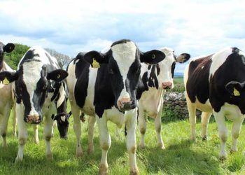 Fresh Grup İneklerde Kan veya Süt Üre Düzeyi Neden Ölçülmelidir?