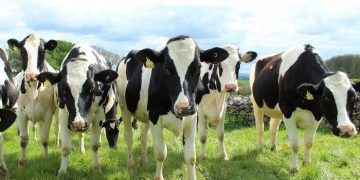 Fresh Grup İneklerde Kan veya Süt Üre Düzeyi Neden Ölçülmelidir?