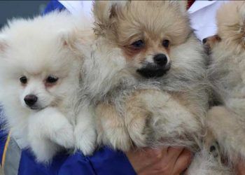 Hayvanlara kötü muamele işten çıkarılma sebebi oldu