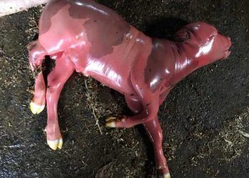 İneklerde Sporadik Bakteri Kaynaklı Abortuslar Önlenebilir Mi?