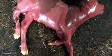İneklerde Sporadik Bakteri Kaynaklı Abortuslar Önlenebilir Mi?