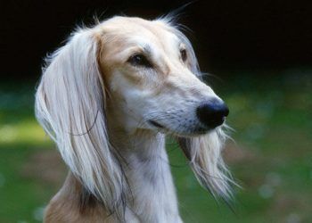 Iran Tazısı Nedir?