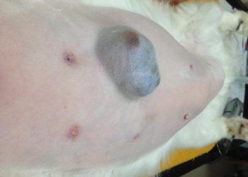 Kedilerde Meme Tümörünün Klinik Özellikleri