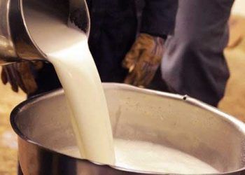 Kolostrumun Bakteriyel Kontaminasyondan Korunmasındaki Stratejiler